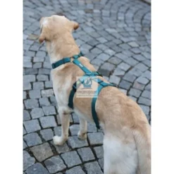 ARNES MIAMI ANTIPANICO 25 mm Arneses para Perros