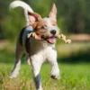 JUGUETE CATCH DUMMY Juguetes para Perros