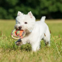 JUGUETE FRISBEE Disco volador Juego para Perros
